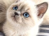 Brıtısh Blue Poınt In En Iyi Bebişleri