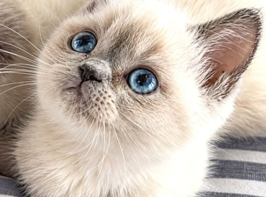 Brıtısh Blue Poınt In En Iyi Bebişleri görsel