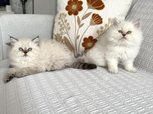 Tam Irk Bebekleri̇mi̇z görsel