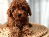 Evdoğumu Toypoodle Bebişler