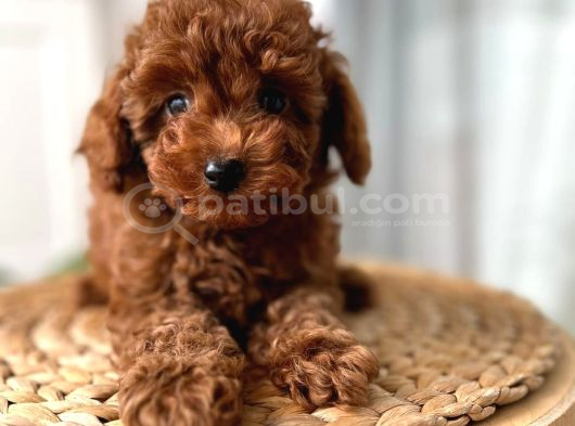 Evdoğumu Toypoodle Bebişler görsel