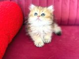 Üretim Tesisinden British Longhair Dişi