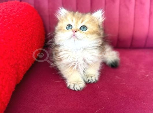 Üretim Tesisinden british Longhair Dişi