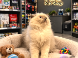 Prenses Gibi Scottish Longhair Yavrularımız