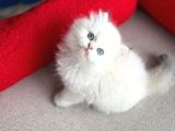 Üretim Tesisinden British Longhair Mükemmel Erkek