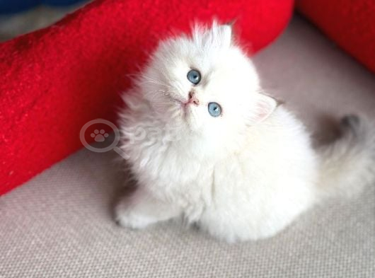 ÜRETİM TESİSİNDEN british Longhair MÜKEMMEL Erkek