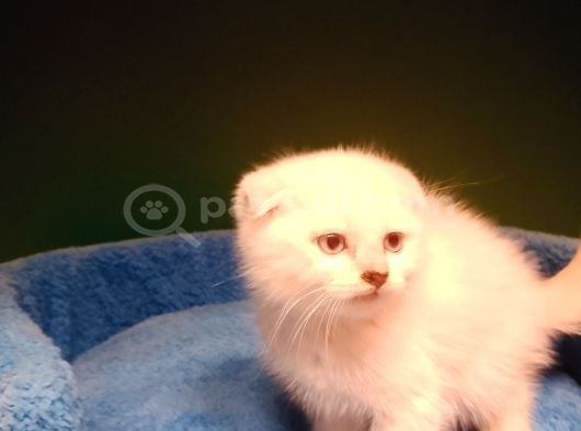 Scotish Gold Bebeğimiz görsel