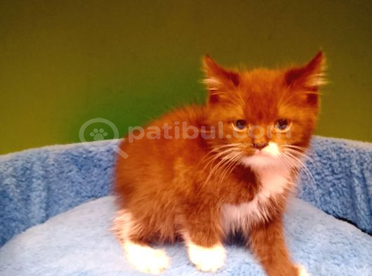 Erkek Cinnamon Çikolata Bicolor Yavrumuz görsel