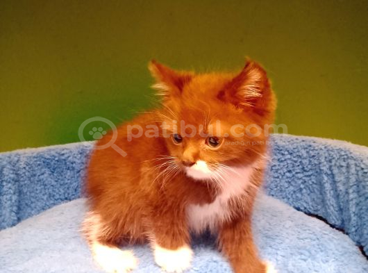 Erkek Cinnamon Çikolata Bicolor Yavrumuz görsel