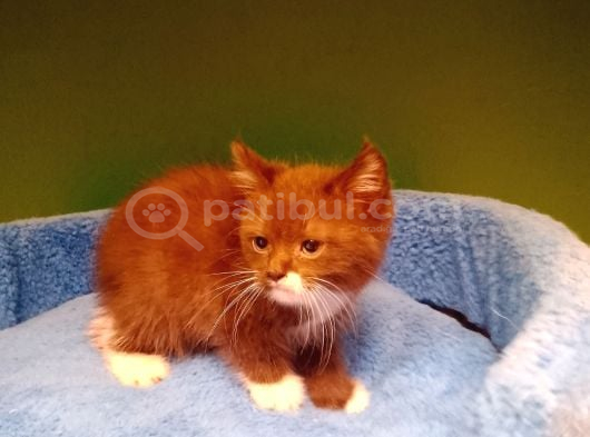 Erkek cinnamon çikolata bicolor yavrumuz
