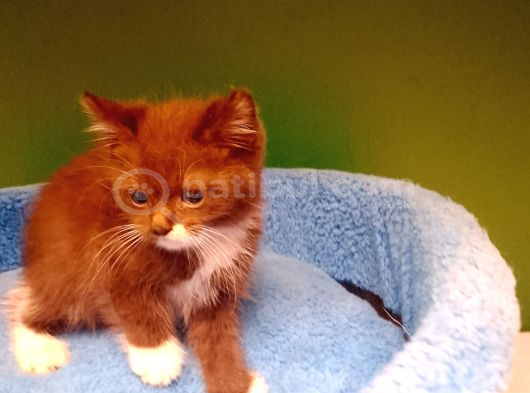 Erkek Cinnamon Çikolata Bicolor Yavrumuz görsel