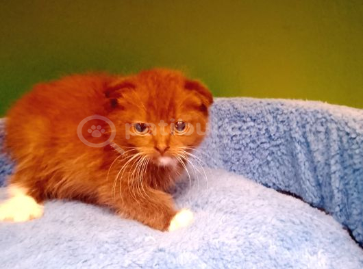 Dişi Bicolor Cinnemon Scotish Yavrumuz görsel