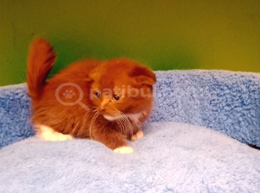 Dişi Bicolor Cinnemon Scotish Yavrumuz görsel