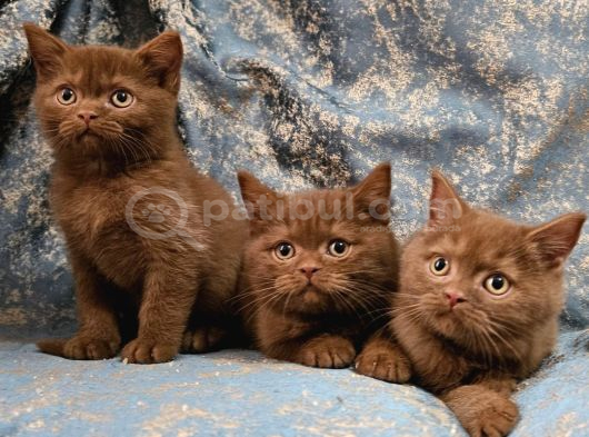Safkan Kahve Ci̇nnamon British Yavrular görsel