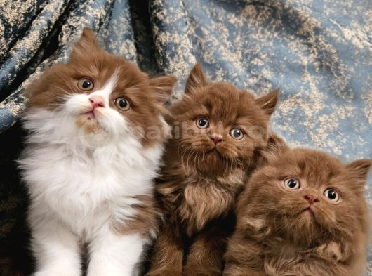 Safkan Kahve Ci̇nnamon British Yavrular görsel