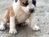 Kali̇teli̇ Ameri̇can Bully Pocket Mi̇x Bebekler