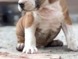 Kali̇teli̇ Ameri̇can Bully Pocket Mi̇x Bebekler