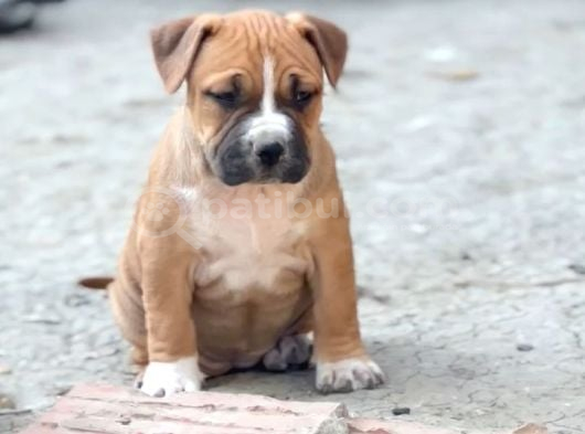 Kali̇teli̇ Ameri̇can Bully Pocket Mi̇x Bebekler görsel