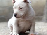 Kali̇teli̇ Ameri̇can Bully Pocket Mi̇x Bebekler