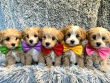 Kahve Tonlu Malti̇poo Ci̇nsi̇ Yavrular