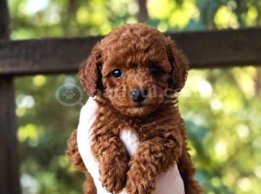 Red Toy Poodle Sevi̇mli̇ Yavrular