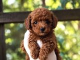KIPKIRMIZI RED TOY POODLE SEVİMLİ YAVRULAR