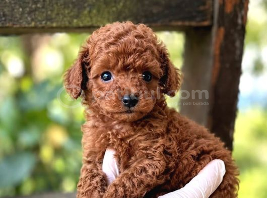 Kipkirmizi Red Toy Poodle Sevi̇mli̇ Yavrular görsel