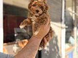 Red Toy Poodle Sevi̇mli̇ Yavrular