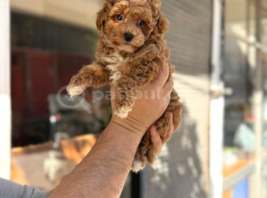Red Toy Poodle Sevi̇mli̇ Yavrular görsel