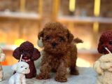 TÜRKİYENİN EN GÜZEL POODLE YAVRULARI
