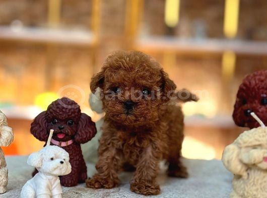 TÜRKİYENİN EN GÜZEL POODLE YAVRULARI