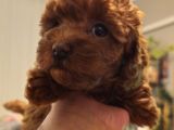 Orjinal Kore Kan Toy Poodle - En Iyisi