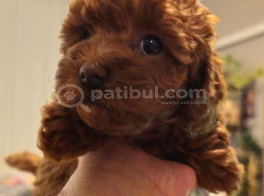 Orjinal Kore Kan Toy Poodle - En Iyisi görsel