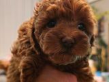 Orjinal Kore Kan Toy Poodle - En Iyisi