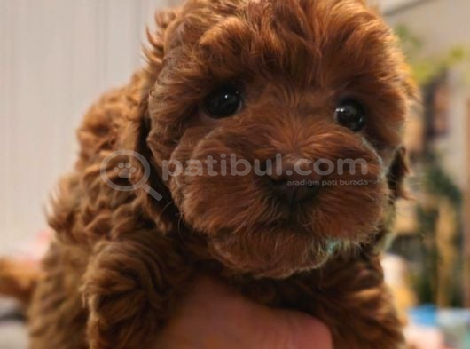 Orjinal Kore Kan Toy Poodle - En Iyisi görsel
