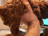 Orjinal Kore Kan Toy Poodle - En Iyisi