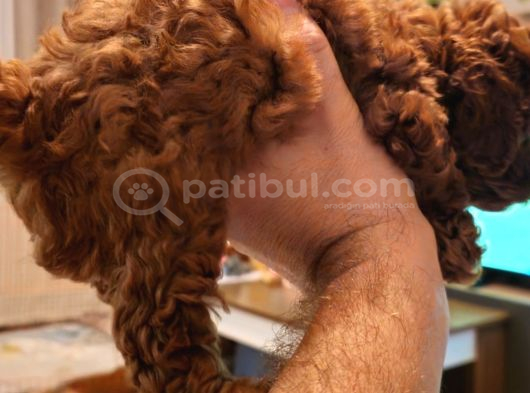 Orjinal Kore Kan Toy Poodle - En Iyisi görsel