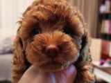 Orjinal Kore Kan Toy Poodle - En Iyisi