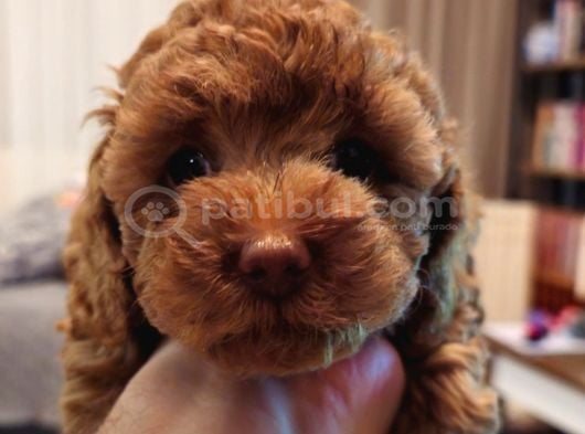 Orjinal Kore Kan Toy Poodle - En Iyisi görsel