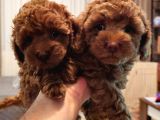 Orjinal kore kan toy poodle - en iyisi