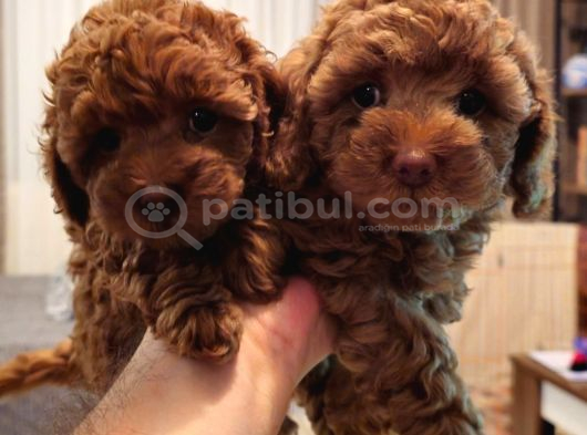 Orjinal Kore Kan Toy Poodle - En Iyisi