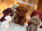 Türki̇yeni̇n En Güzel Poodle Yavrulari