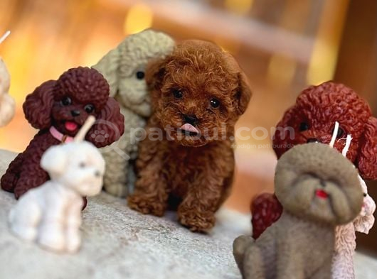 Türki̇yeni̇n En Güzel Poodle Yavrulari görsel