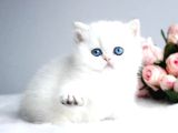 Kartopu Ns1133 British Shorthair