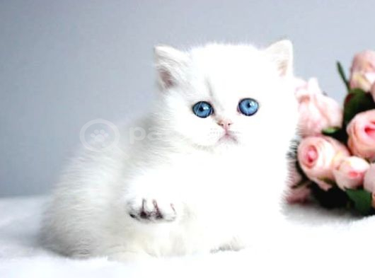 Kartopu Ns1133 British Shorthair