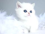 Kartopu Ns1133 British Shorthair
