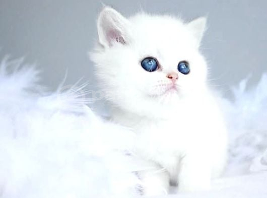 Kartopu Ns1133 British Shorthair görsel