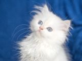 Üretim Tesisinden British Longhair Kar Beyazı Ny 33 Kızımız