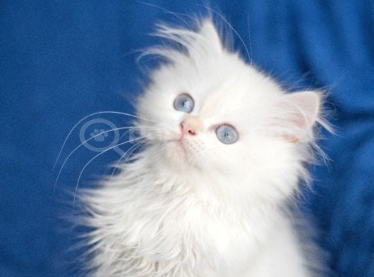Üretim Tesisinden British Longhair Kar Beyazı Ny 33 Kızımız görsel