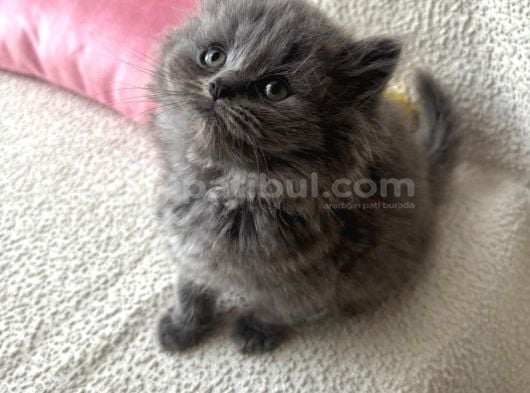 Safkan Longhair Yavrumuz görsel
